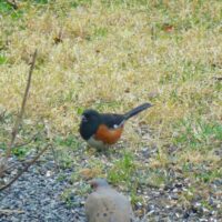 Eastern Towhee Male - stocky bird with black upper parts, orange sides and white belly