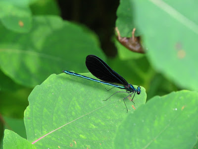 Thin blue dragonfly with black wings sitting on a leaf