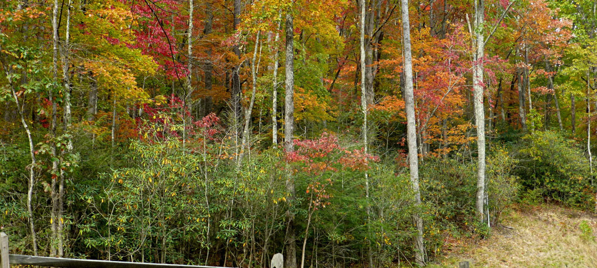 Fall Color at the Inn on Mill Creek Oct 28 2016