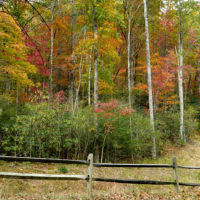 Fall Color at the Inn on Mill Creek Oct 28 2016