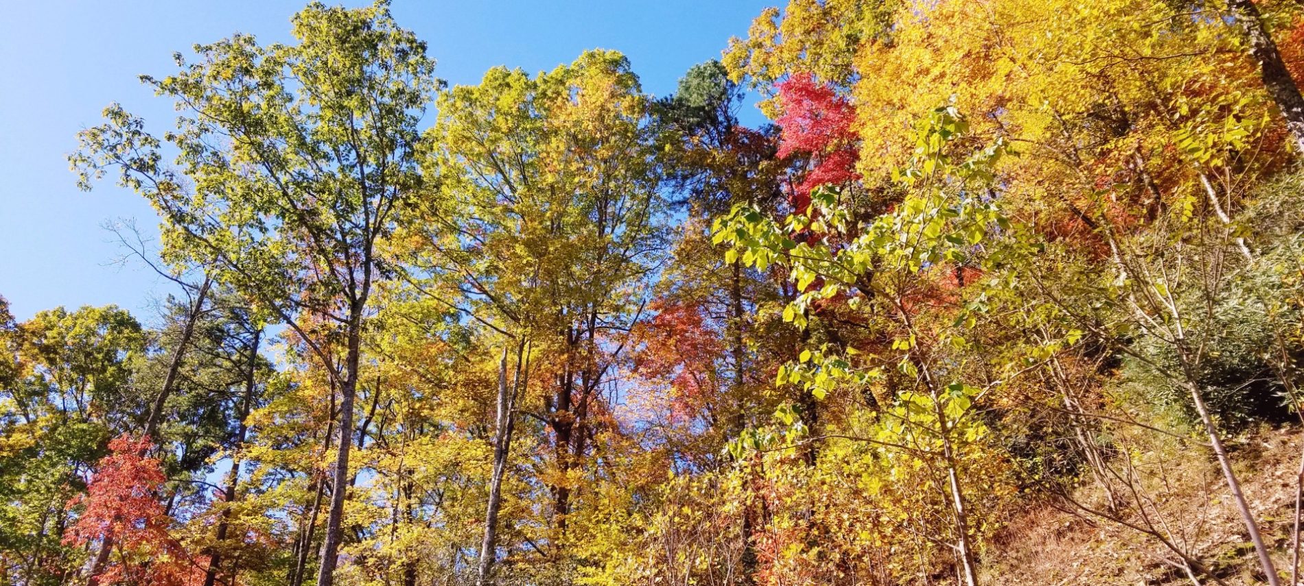 View of trees on a hillside looking toward the sky