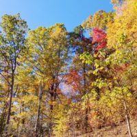 View of trees on a hillside looking toward the sky