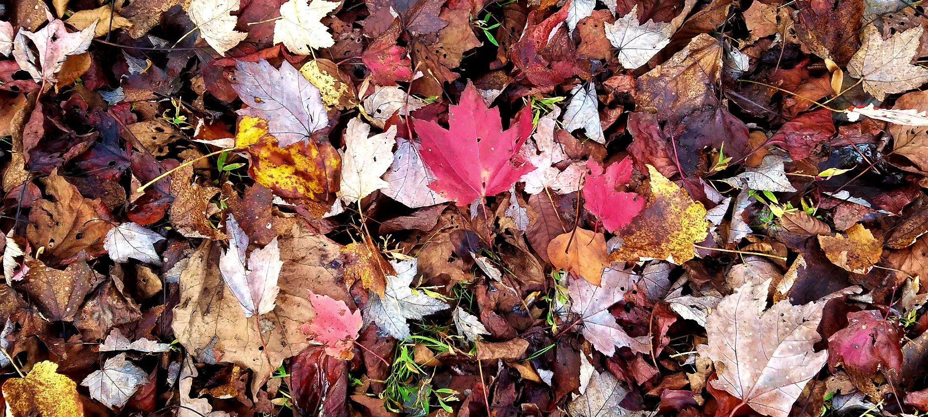 Hundreds of leaves covering the ground in late fall with some red maple leaves standing out