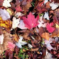 Hundreds of leaves covering the ground in late fall with some red maple leaves standing out