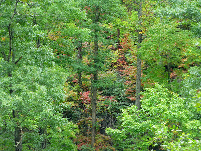 Fall color peaking through a lush green forest