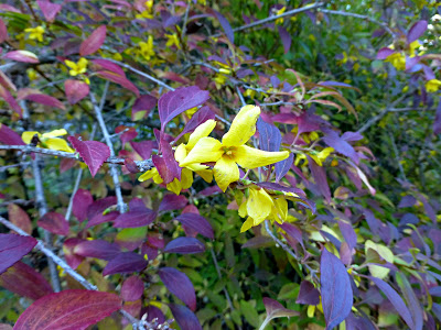 Shrub with bright yellow blooms and scarlet red leaves