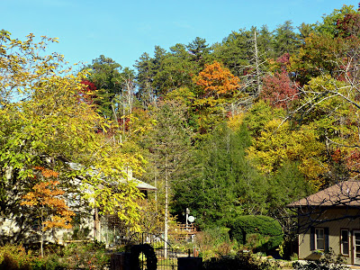 Trees on part of a ridge changing color with buildings tucked behind them