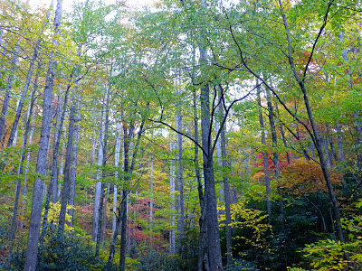 Tall young trees that are just starting to change color in fall