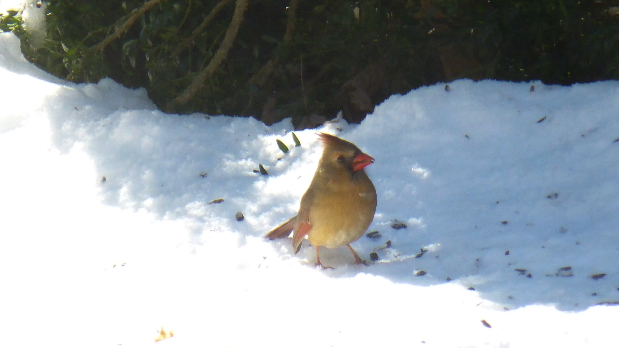 Light brown small bird standing in snow in front of an evergreen bush