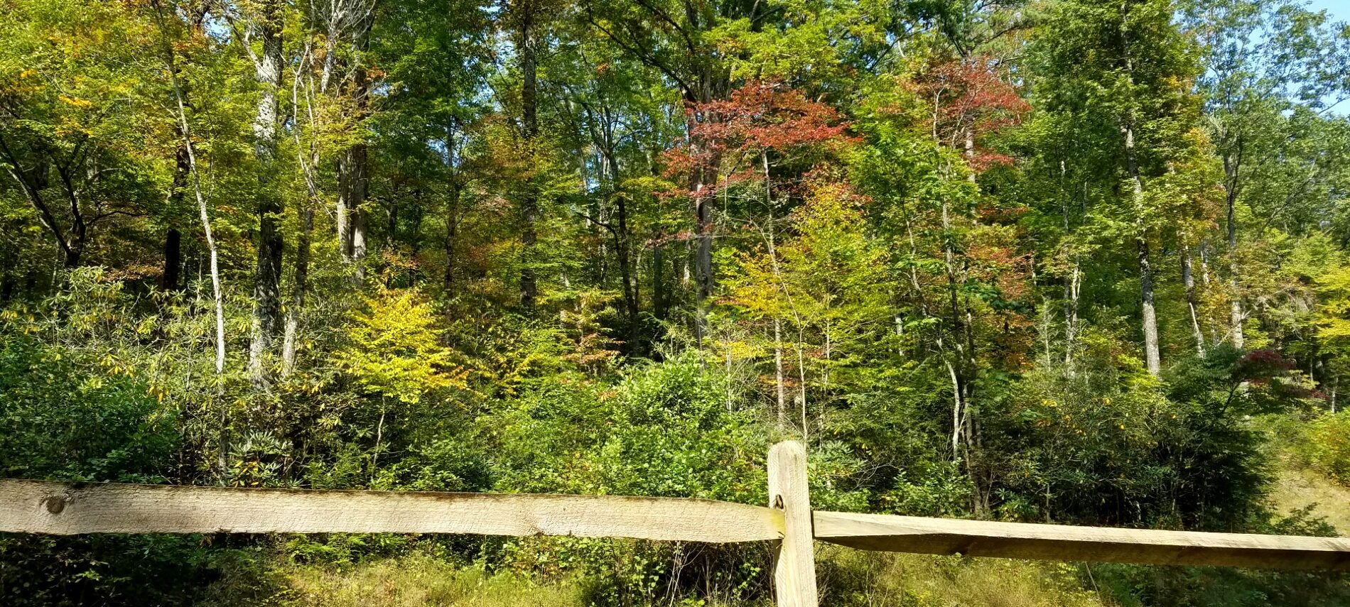 Split rail fence with tall trees behind it, some of which are showing fall foliage color