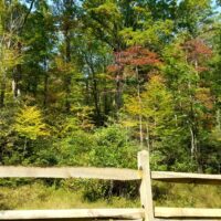 Split rail fence with tall trees behind it, some of which are showing fall foliage color