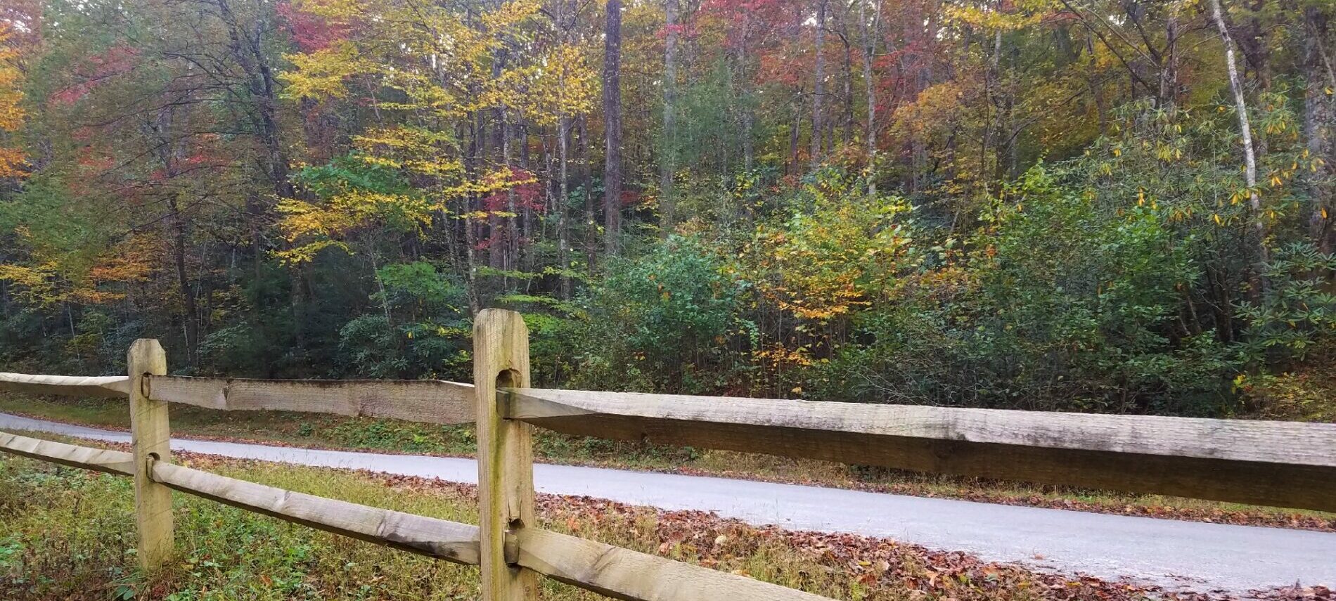 Split Rail Fence along a forest road