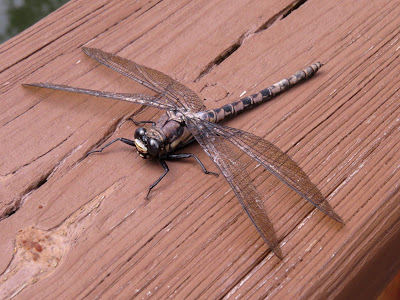 Dragonfly with spotted tail and large eyes sitting on a wooden fence railing