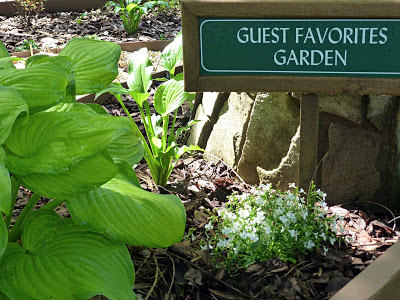 Leafy plants and white flowers with a sign that says Guest Favorites Garden