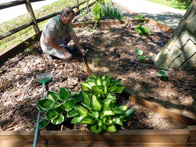 Man constructing new garden laying stream track with leafy plants in the foreground