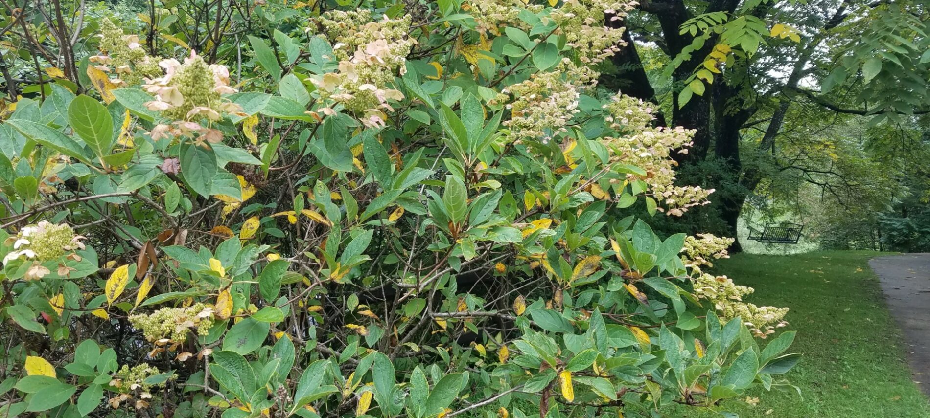 A large flowering shrub with a grassy lawn and edge of a driveway leading to a two-person swing attached to a tree on the lawn