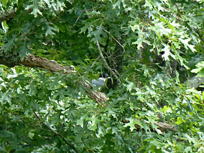 Small gray bird perched in a leafy oak tree with a tiny fish in its mouth