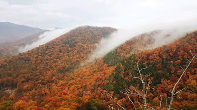 View of several mountain peaks covered in orange and red fall colors with mist between ridges