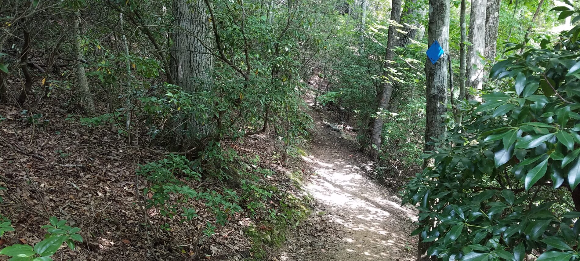 Hiking trail leading through a forested landscape with sun shining on the path and a square trail marker on one tree to the right of the trail