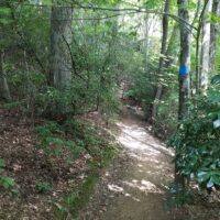 Hiking trail leading through a forested landscape with sun shining on the path and a square trail marker on one tree to the right of the trail