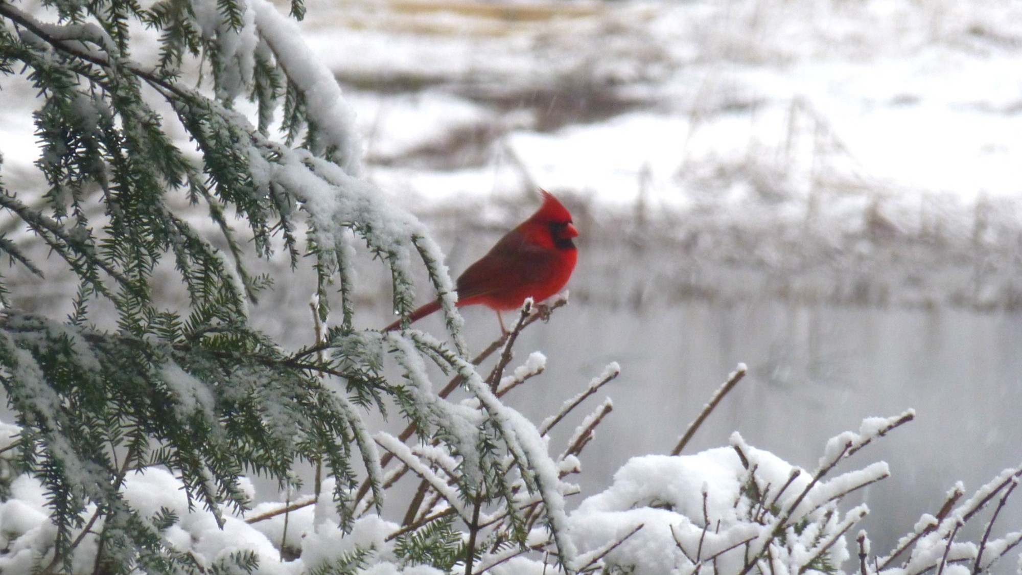 Striking red bird sitting on the top of a bare shrub near snow covered pine branches with a snowy pond in the background