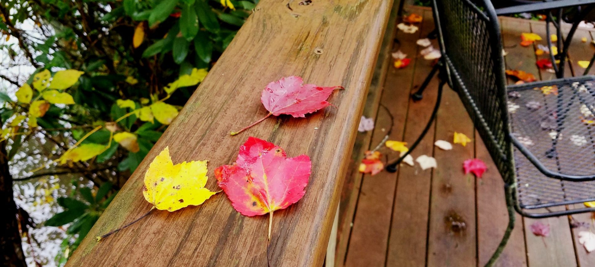 Fallen leaves on a wood deck