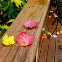 Fallen leaves on a wood deck