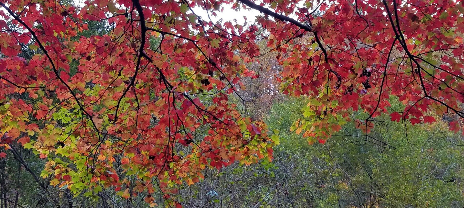 Tree branches full of maple leaves