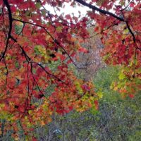 Tree branches full of maple leaves