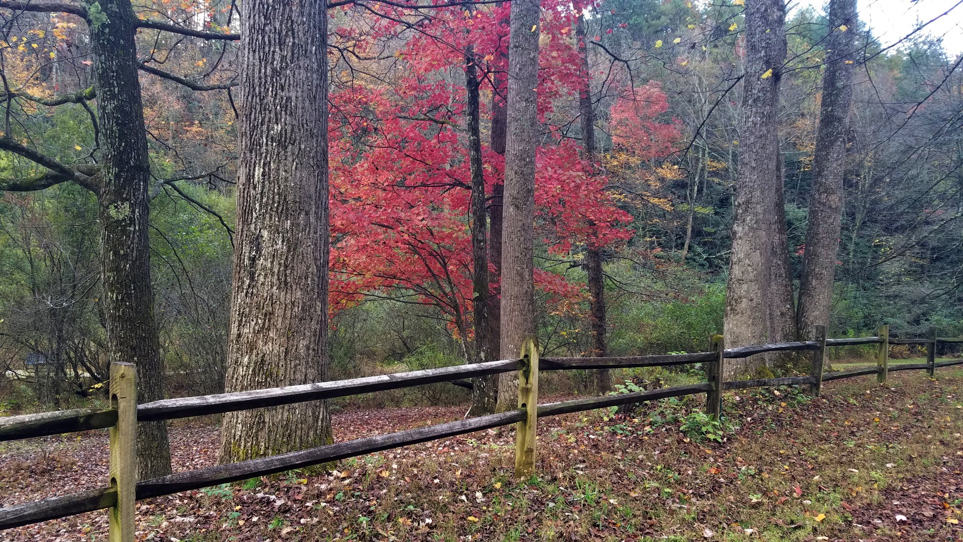 Maple tree with bold color standing out among other trees along a split rail fenced forest road