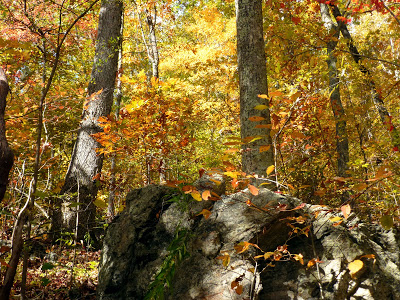 Large boulder in a forest full of trees with orange and red fall colors