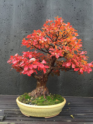 Bonsai tree with reddish leaves in yellow ceramic dish