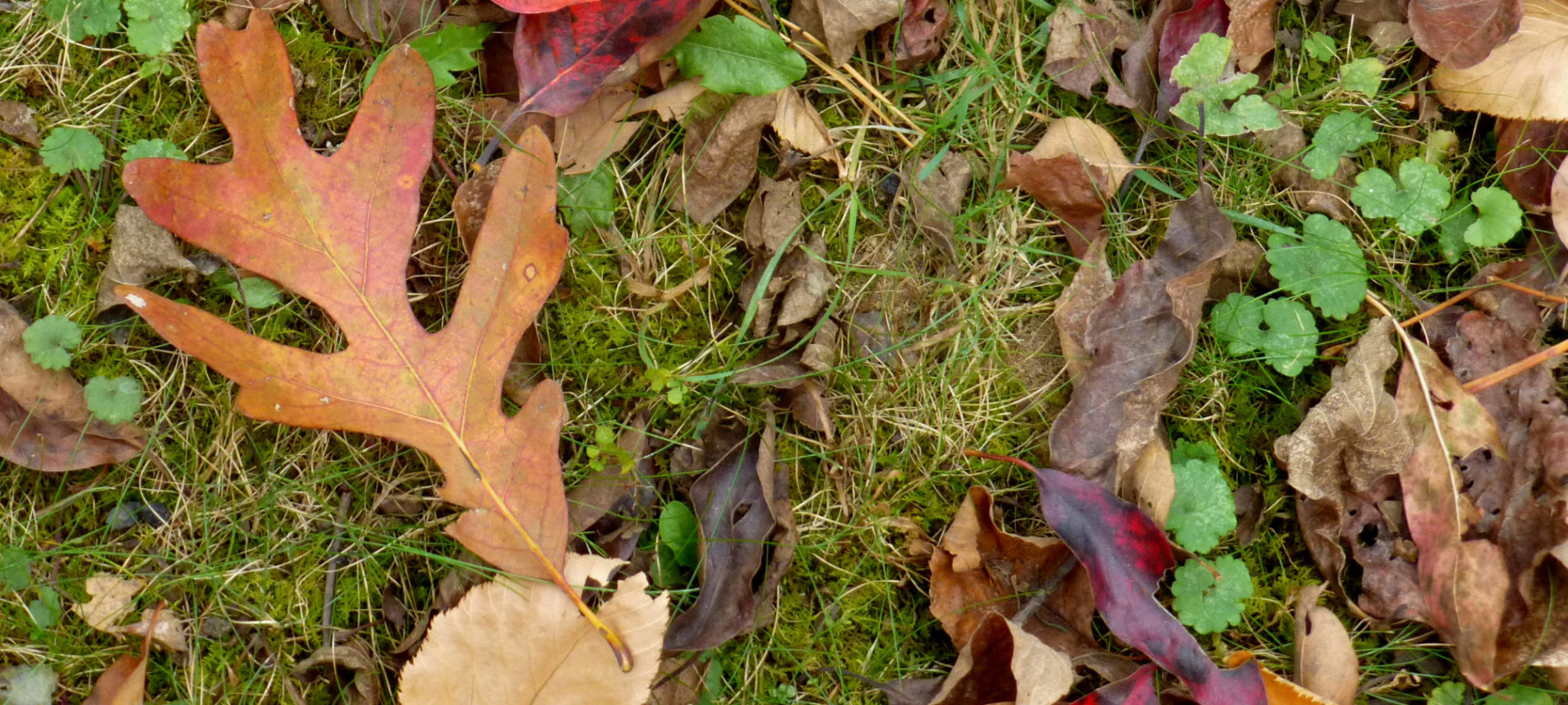Fall leaves on mossy ground