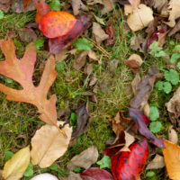 Fall leaves on mossy ground