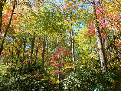 Evergreen shrubs and tall trees in a forest with a mix of green and fall color