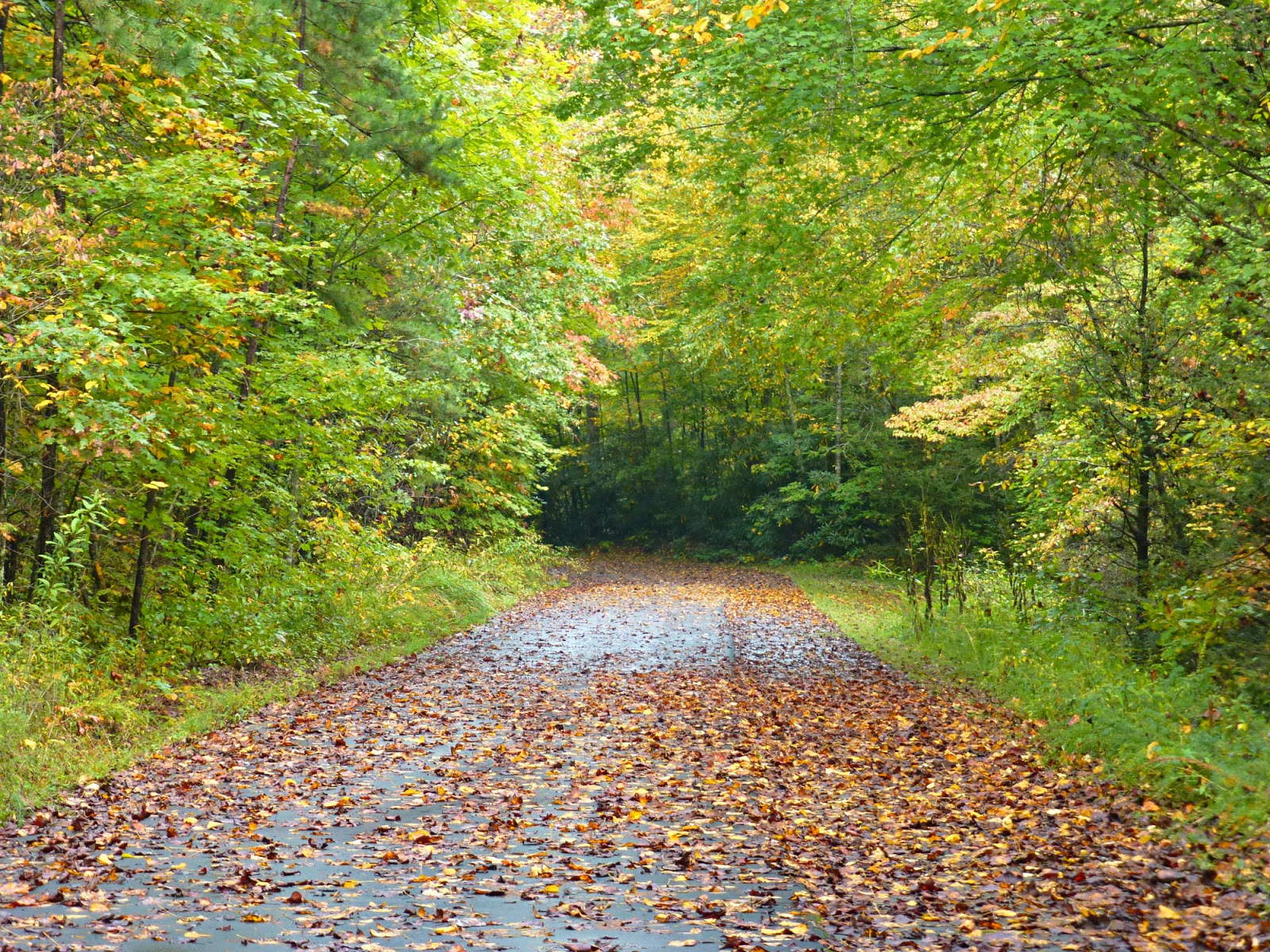 NC Mountains Fall Foliage Report Week 3