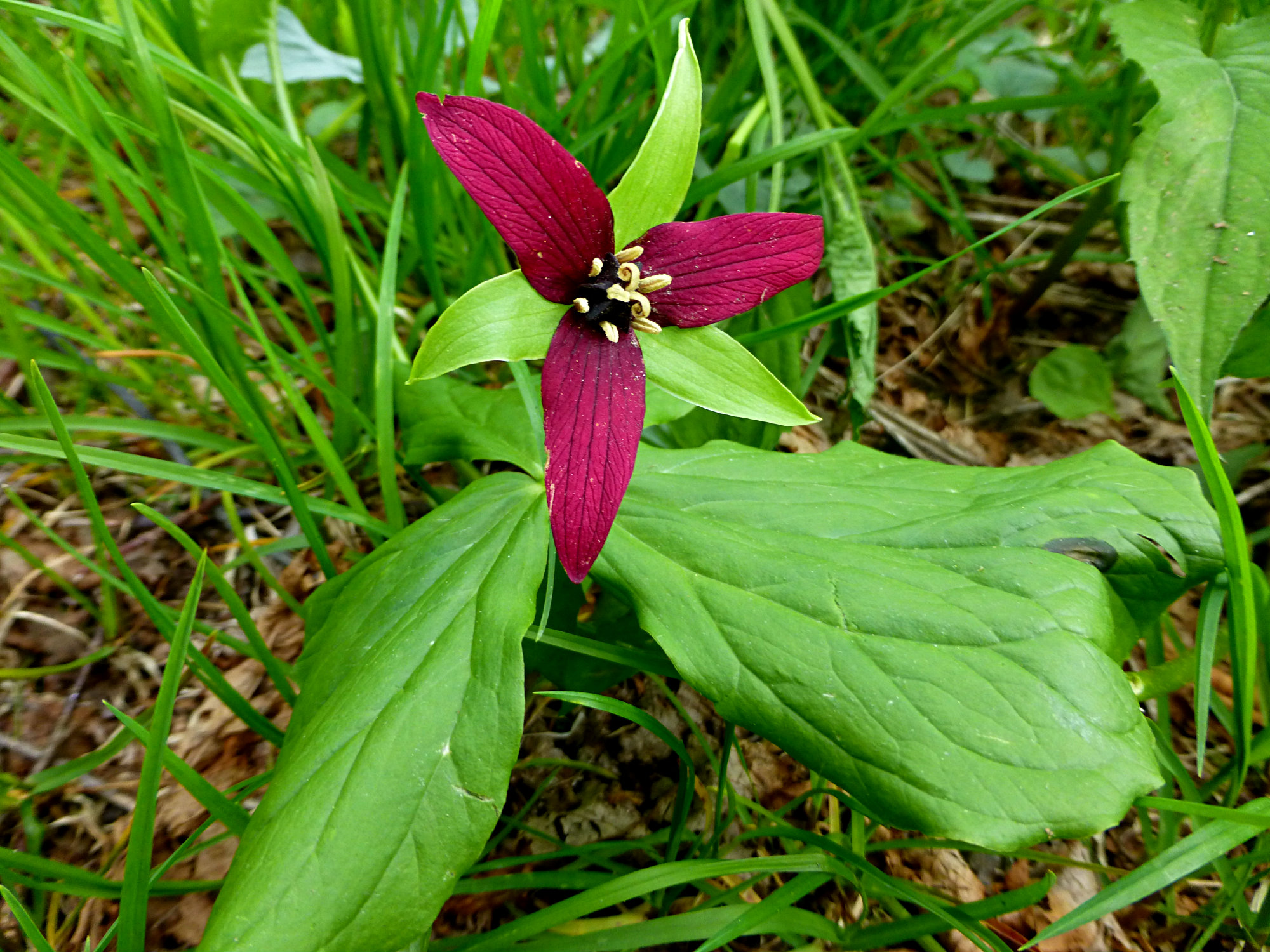 Red Trillium Craggy Gardens 050916