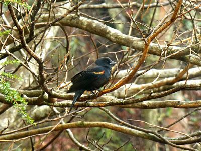 Black bird with orange and yellow wingbar perched on a tree branch in the woods