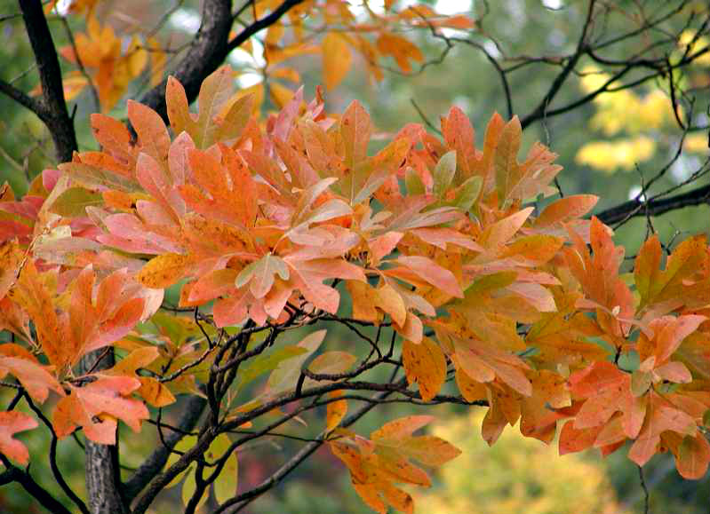Tree branch with several leaves in a cluster