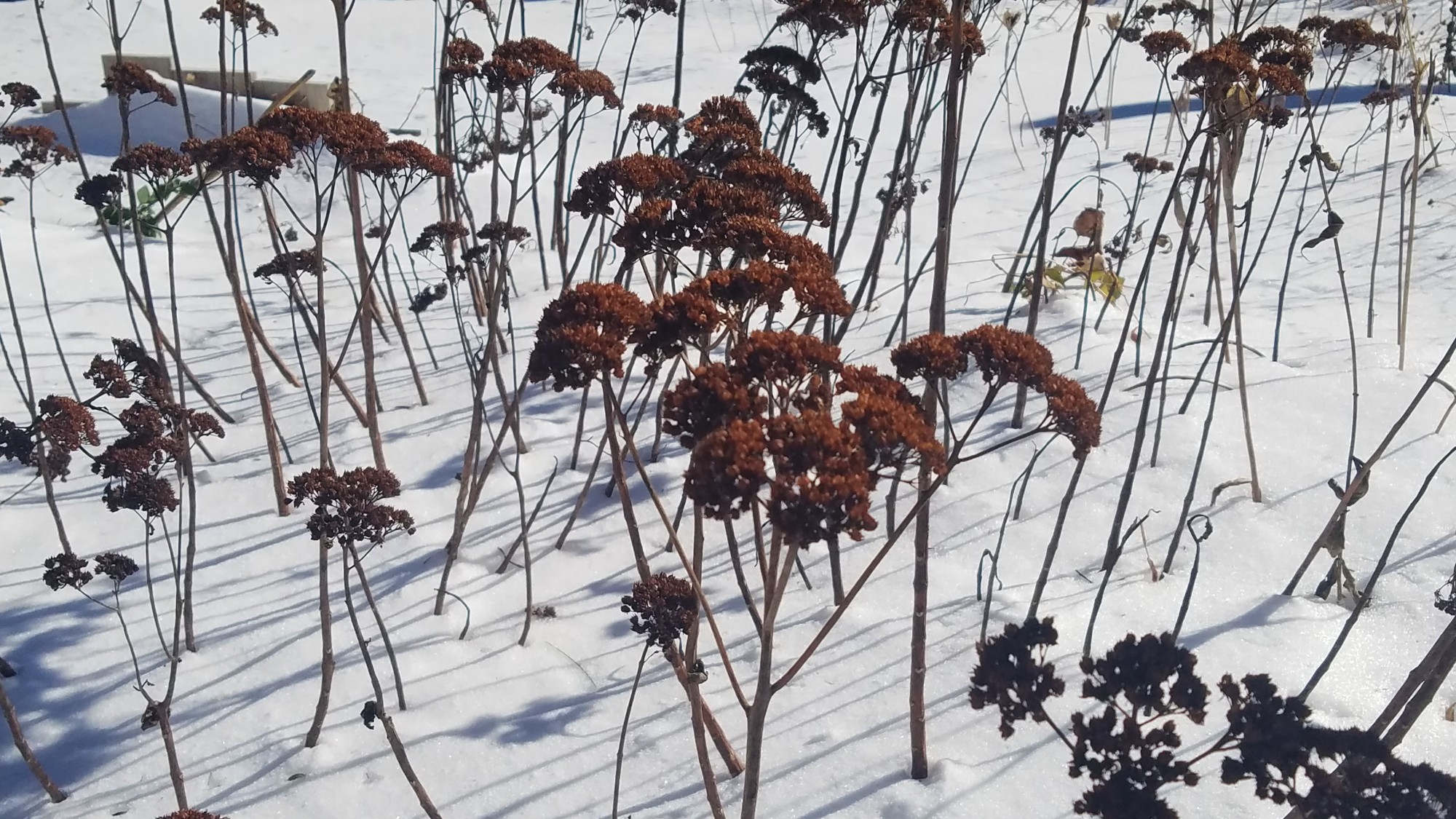 Flower seed stalks in the snow