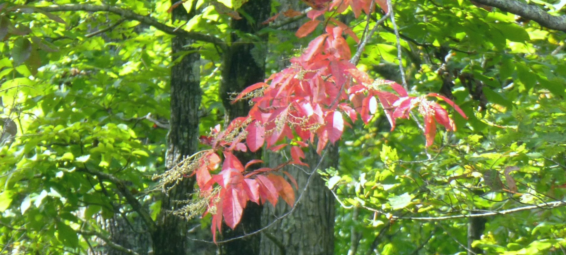 Tree branches with one branch having brightly colored leaves