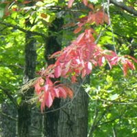 Tree branches with one branch having brightly colored leaves