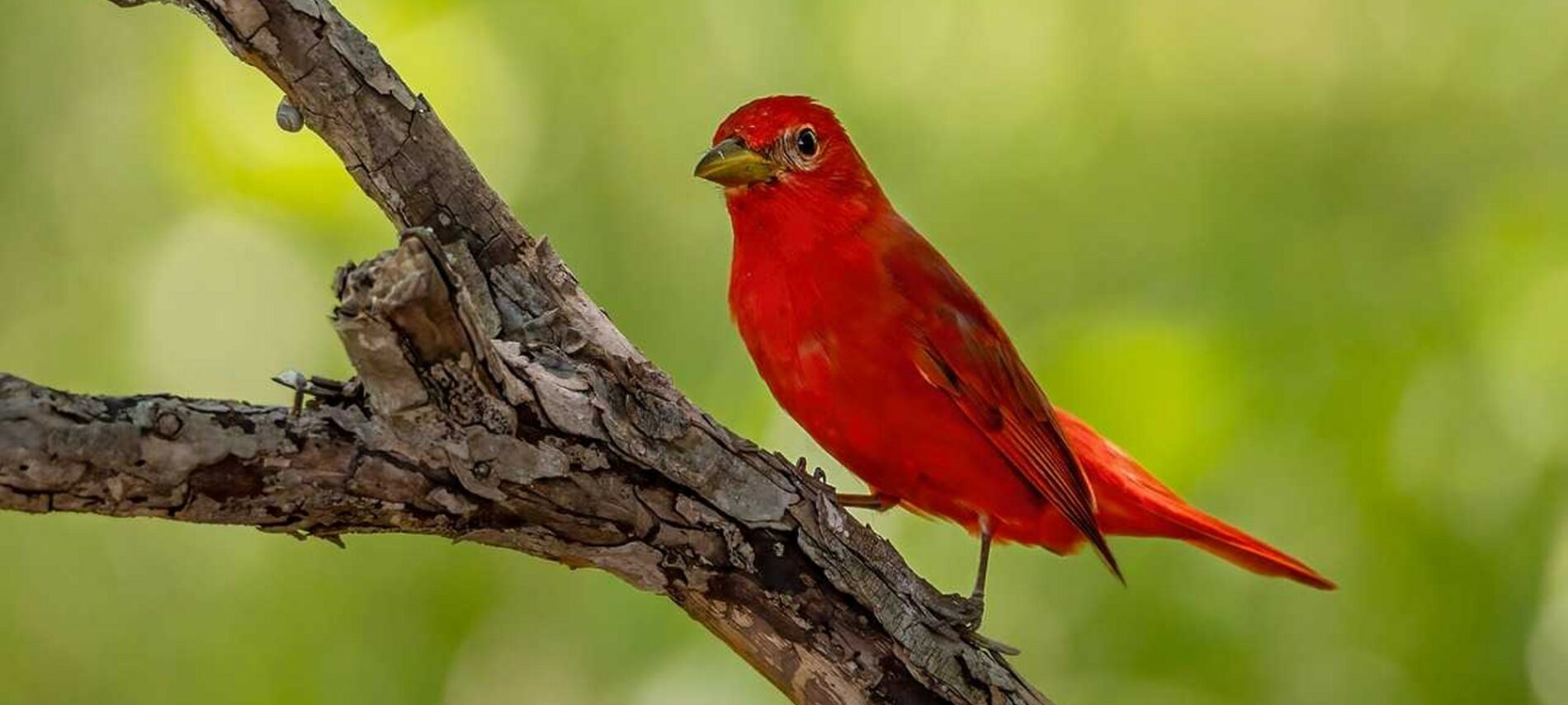 Closeup of a brightly colored small bird perched on an upright, rough tree branch