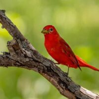 Closeup of a brightly colored small bird perched on an upright, rough tree branch