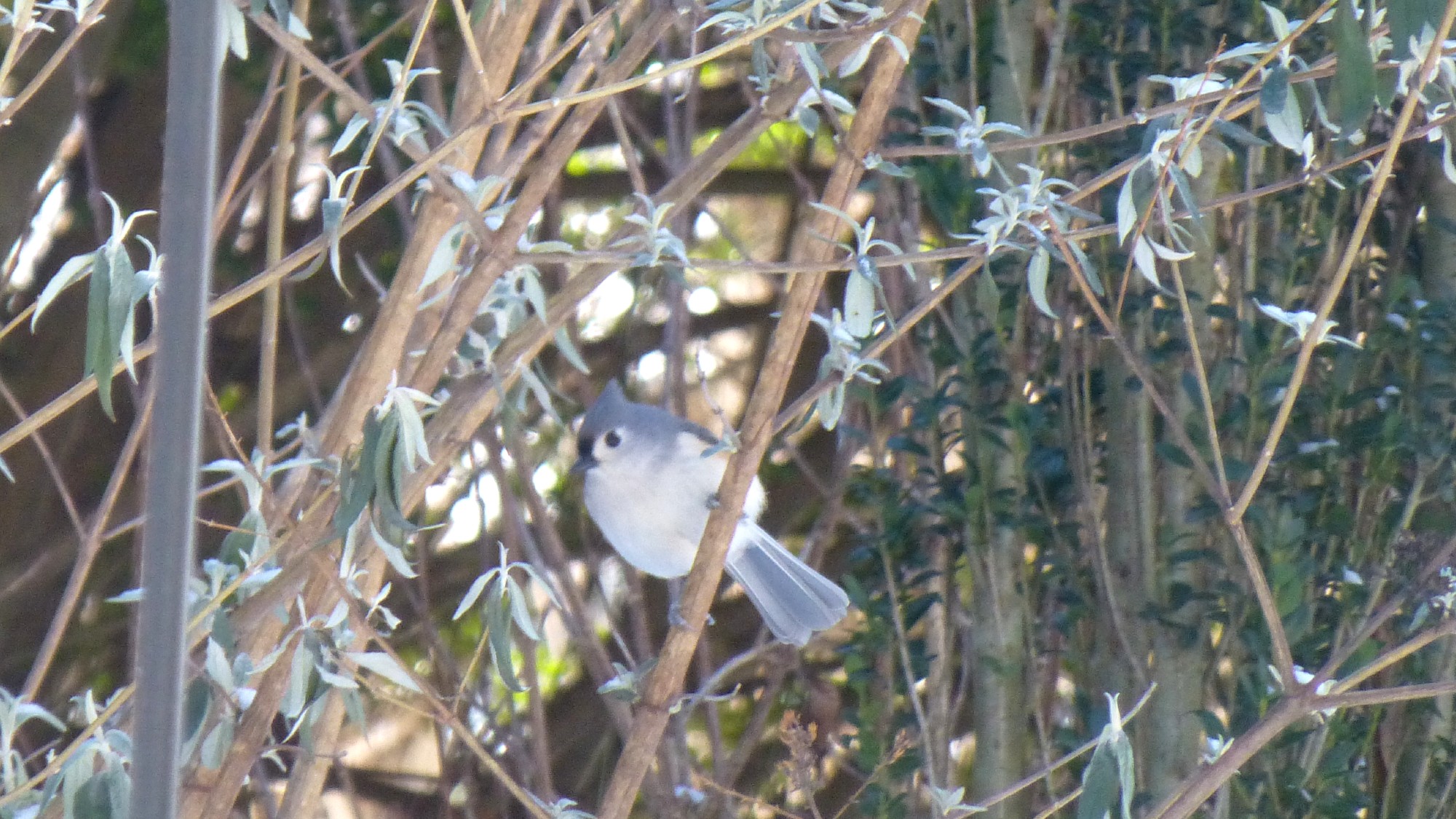 Small white bird with gray crest and tail sitting on upright shrub branch