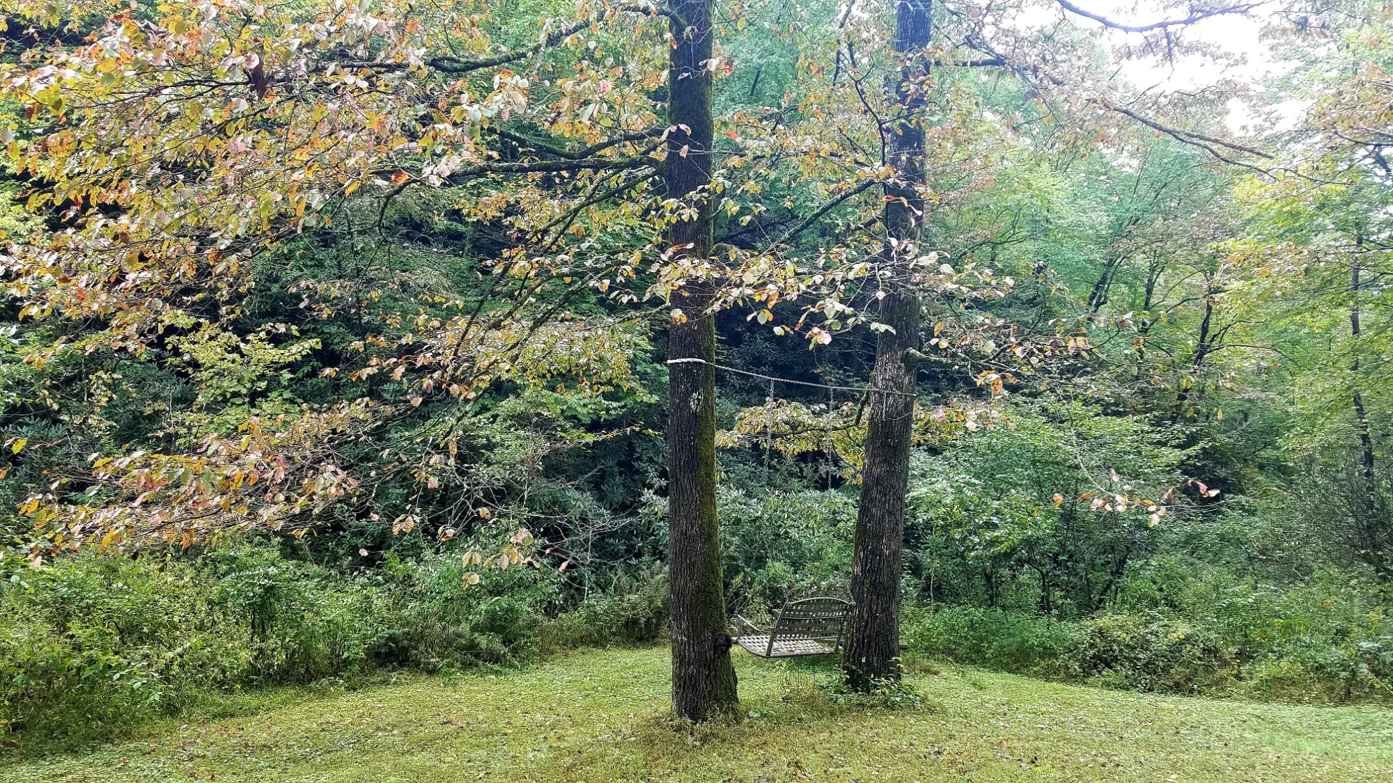 Two large trees with fall color on a lawn with a two-person swing between them, facing a wooded area