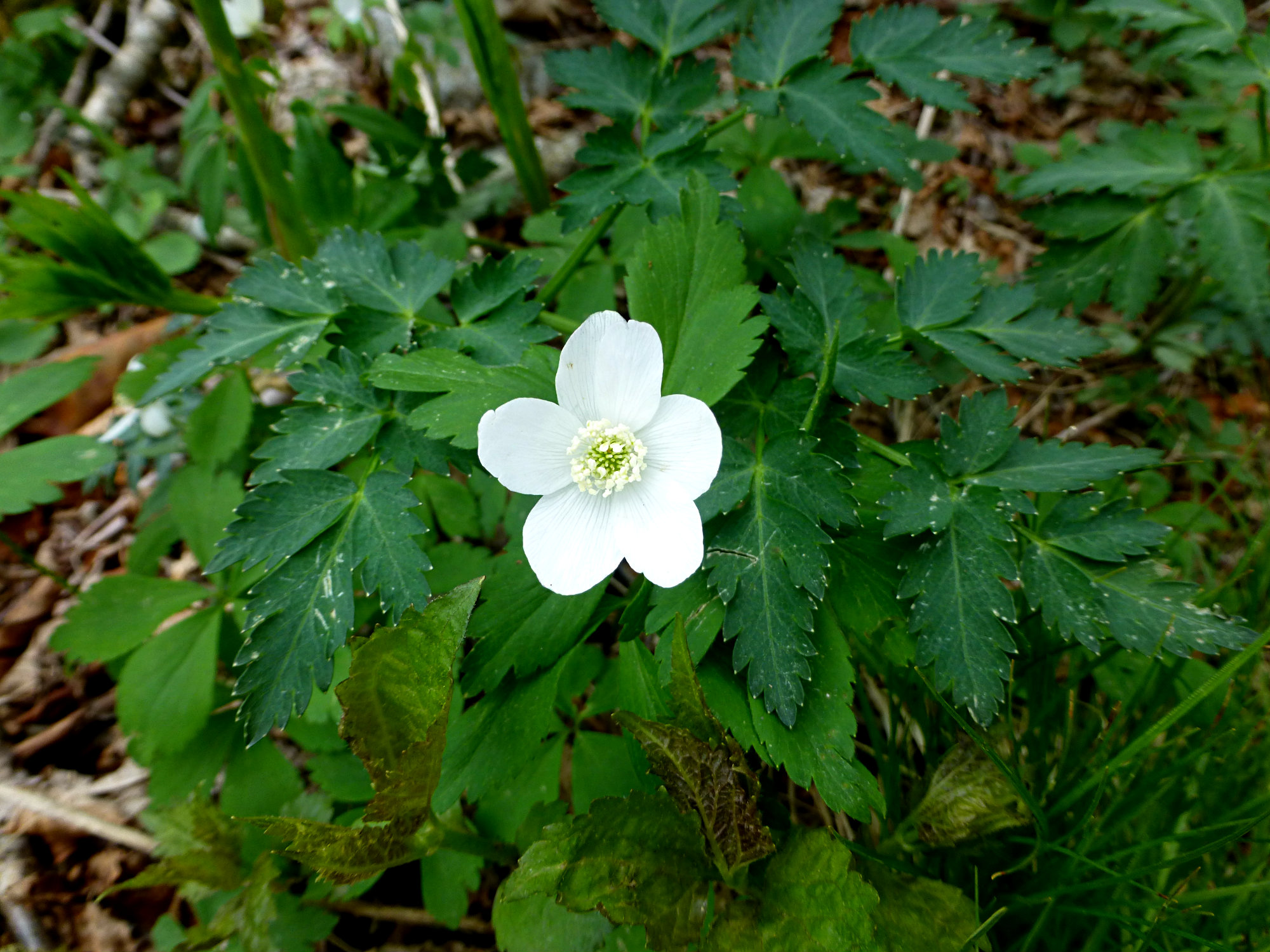 White Wildflower Craggy Gardens 050916