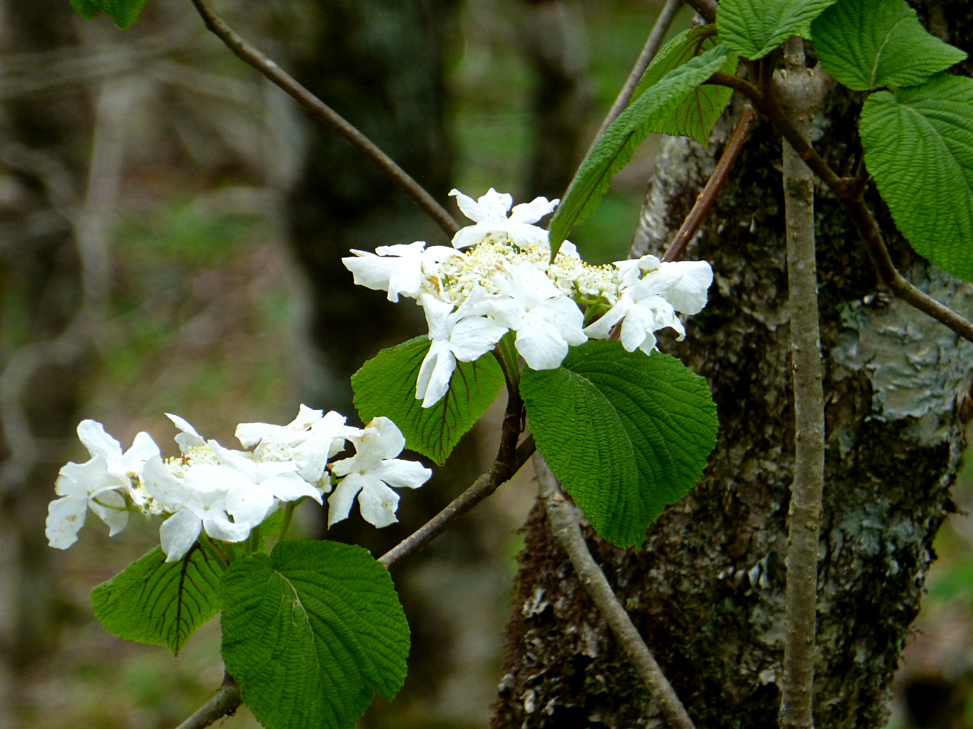 Wild Hydrangea Craggy Gardens 050916