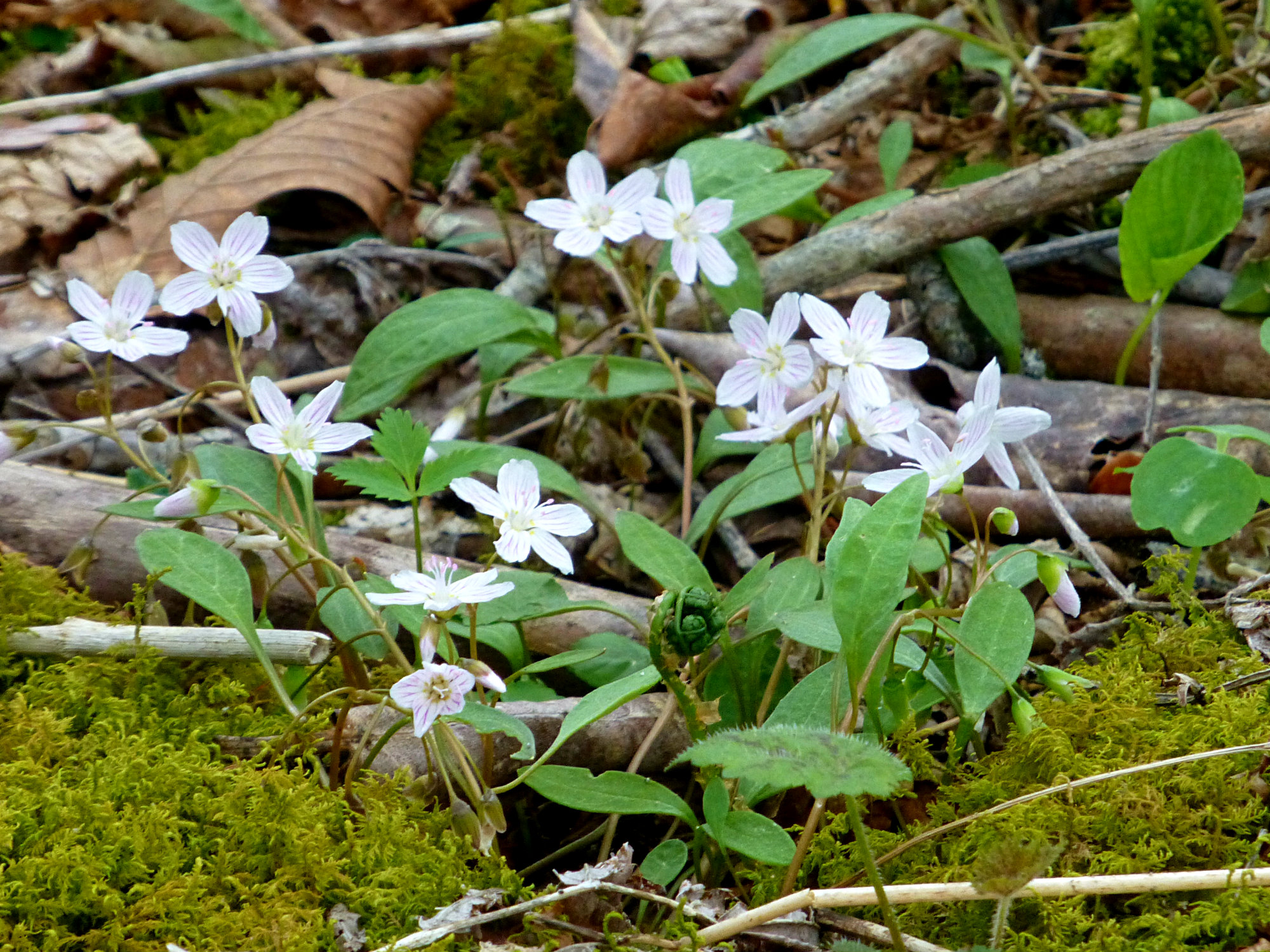 Wild Wood Geranium Craggy Gardens 050916