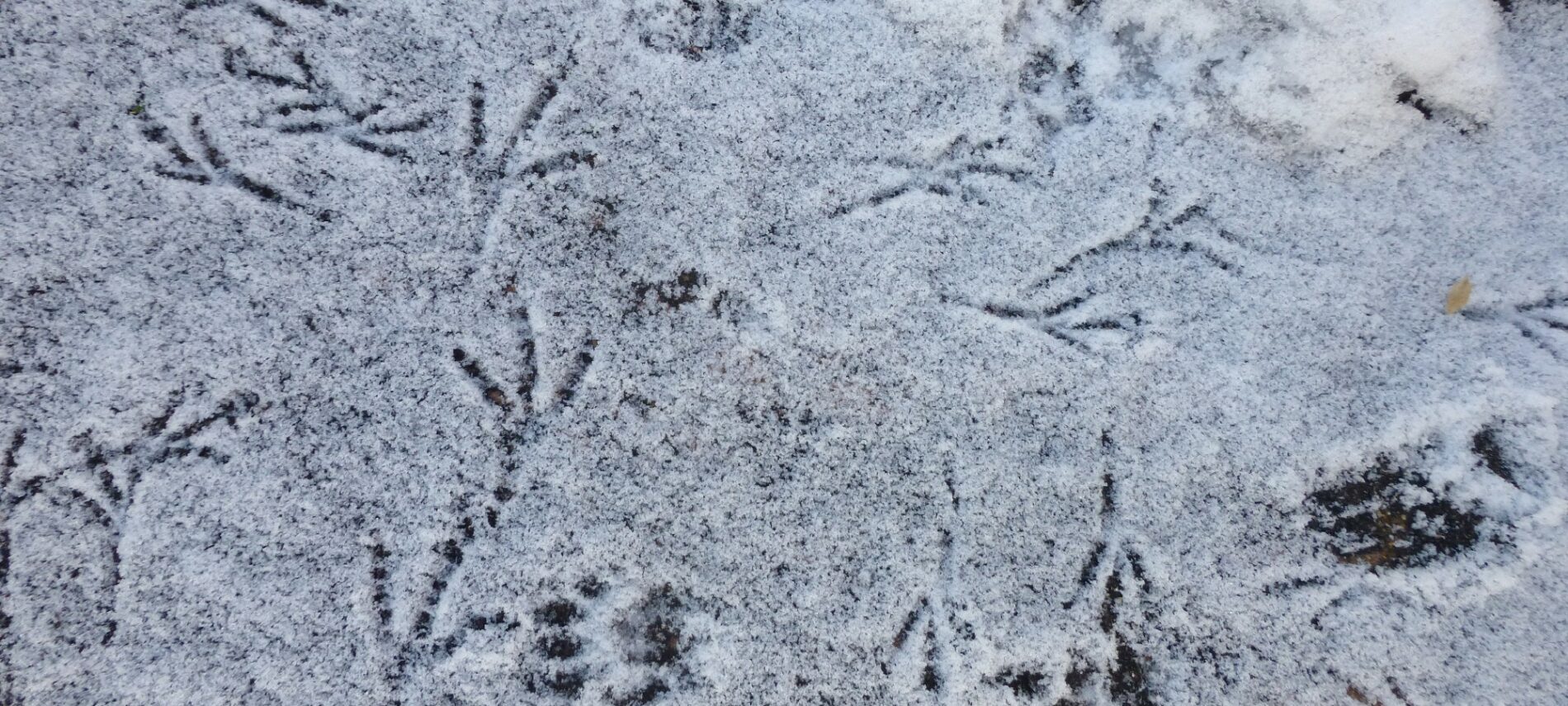 Bird tracks in the snow